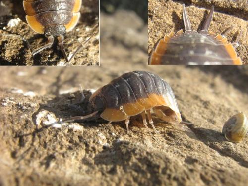 Porcellio duboscqui