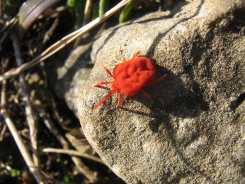 Trombidium sp.