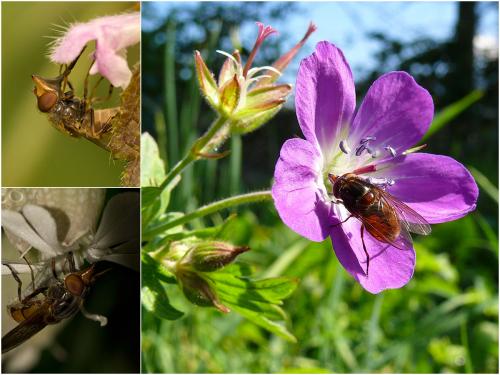 Réf. 26 588 : Rhingia campestris