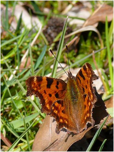 Polygonia c-album