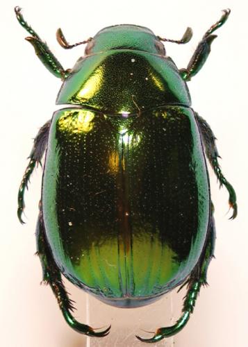 Mimela sp.