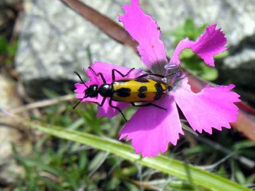 Réf. 26 417 : Mylabris flexuosa
