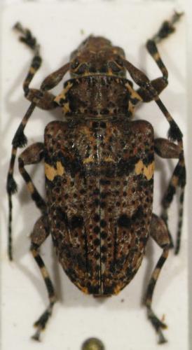Réf. 26 008 : Tetrasarus callistus