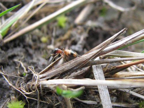 Réf. 26 102 : Myrmarachne formicaria