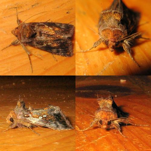 Réf. 26 818 : Chrysodeixis chalcites