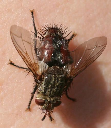 Peleteria iavana