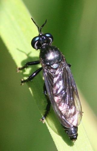 Réf. 26 124 : Dioctria atricapilla