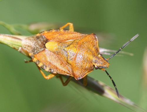 Réf. 26 122 : Carpocoris purpureipennis