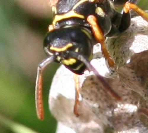 Polistes nimpha