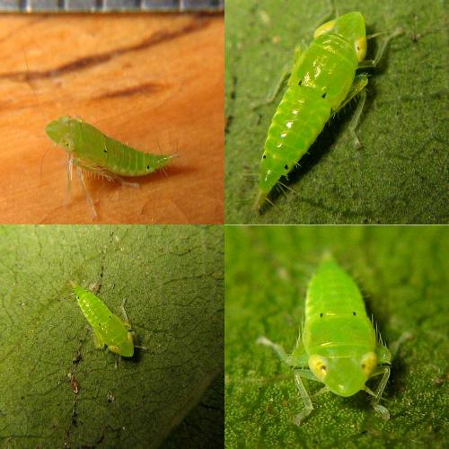 Réf. 26 105 : Synophropsis lauri