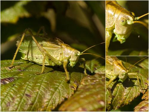 Réf. 26 589 : Tettigonia cantans