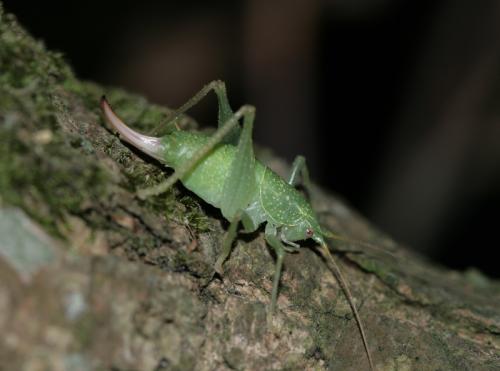 Réf. 26 269 : Cyrtaspis scutata