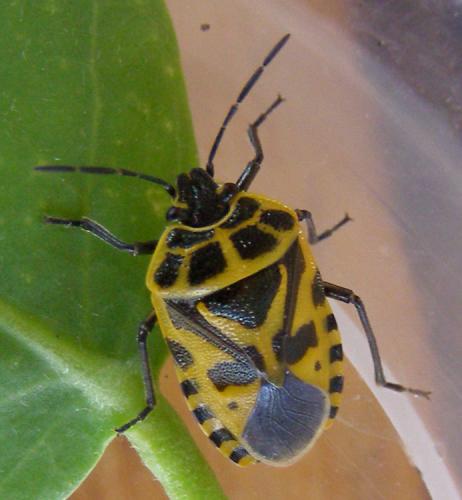 Eurydema ventralis