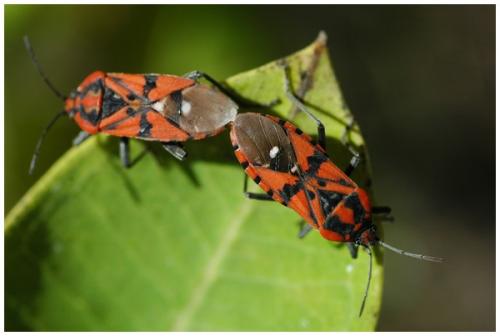 Réf. 26 704 : Spilostethus pandurus