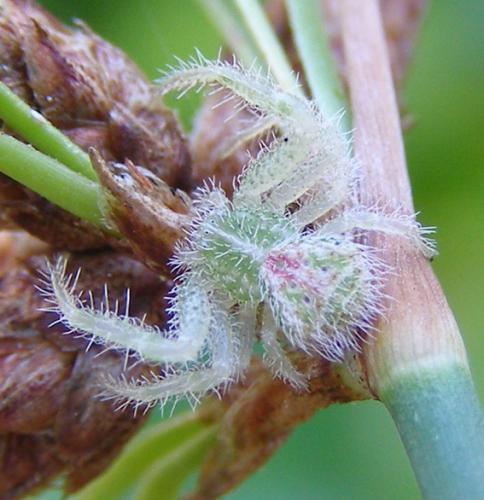 Heriaeus sp.