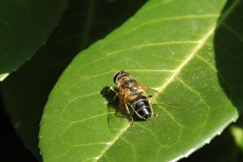 Eristalis pertinax