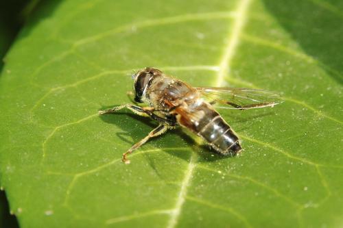Réf. 26 775 : Eristalis pertinax