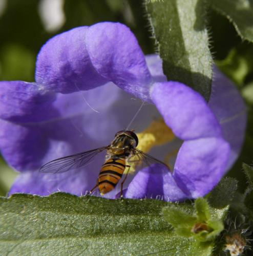 Episyrphus balteatus
