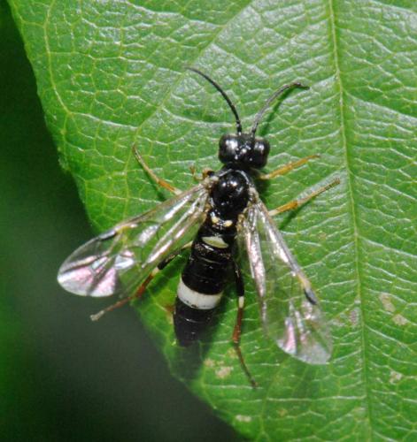 Réf. 26 445 : Emphytus sp.
