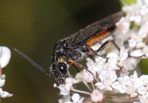 Dolerus sp.