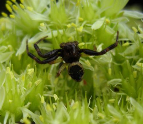 Synema globosum
