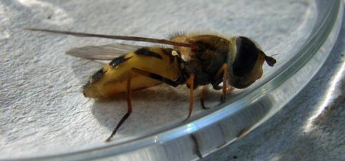 Syrphus vitripennis