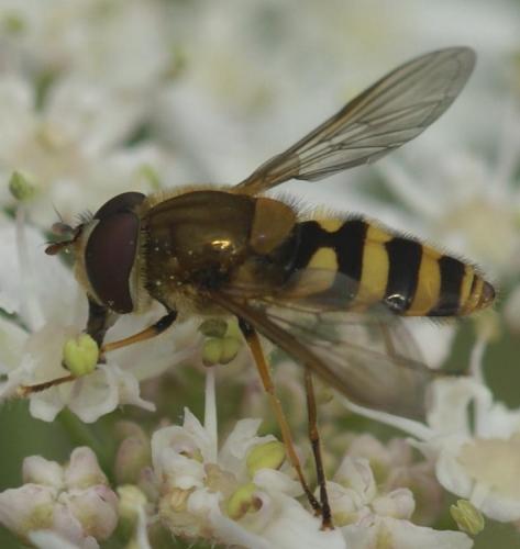 Réf. 26 478 : Syrphus sp.