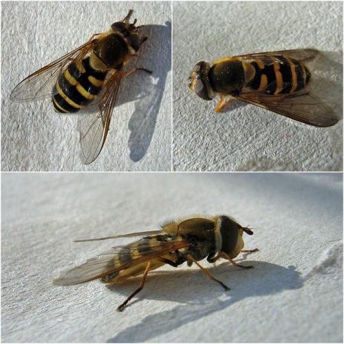 Syrphus vitripennis
