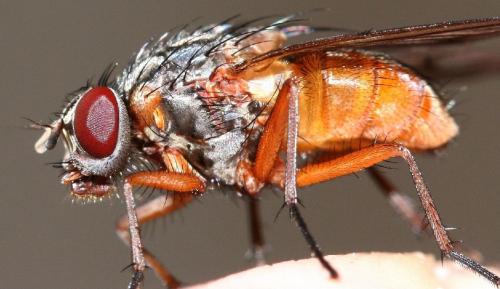 Phaonia subventa