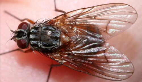 Phaonia subventa