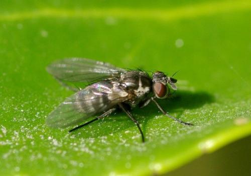 Paracraspedothrix montivaga