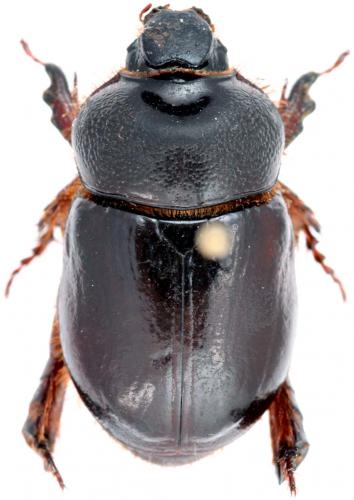 Temnorhynchus sp.