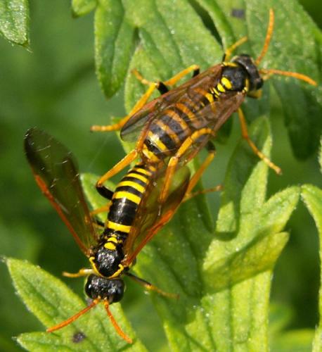 Réf. 26 257 : Tenthredo scrophulariae