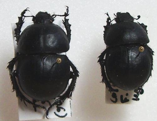 Réf. 26 293 : Thorectes geminatus