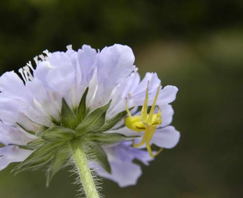 Misumena vatia