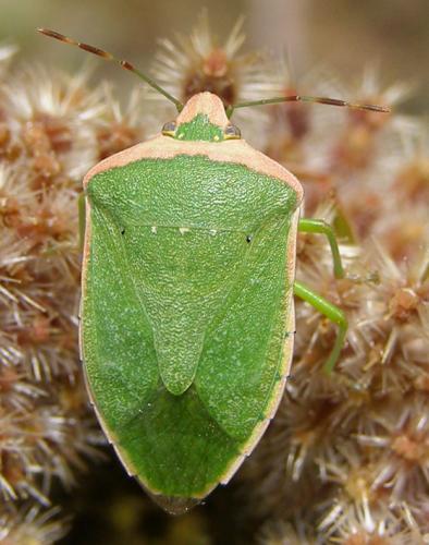 Nezara viridula