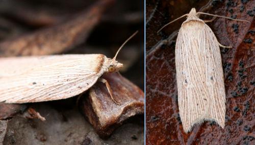 Acleris lorquiniana