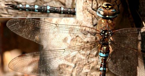 Aeshna mixta