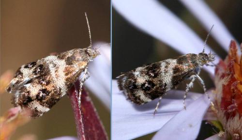 Tebenna micalis
