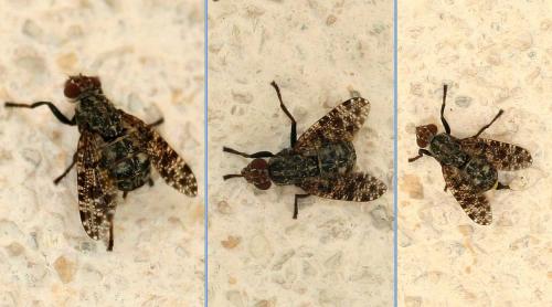 Réf. 26 512 : Platystoma sp.