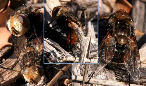 Gonia ornata
