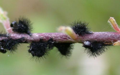Saturnia pavoniella