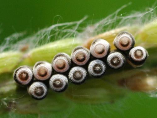 Eurydema ventralis