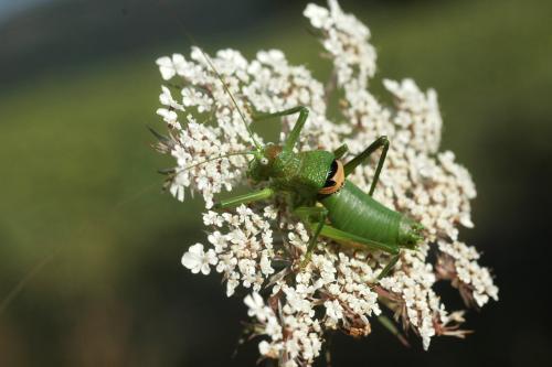 Réf. 26 219 : Uromenus rugosicollis