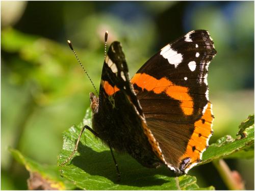 Réf. 26 548 : Vanessa atalanta
