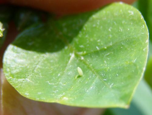Pieris rapae