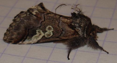 Réf. 26 207 : Diloba caeruleocephala