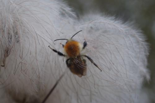 Bombus pascuorum