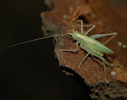 Réf. 26 326 : Meconema thalassinum