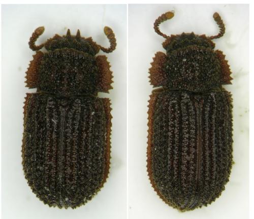 Eledonoprius armatus